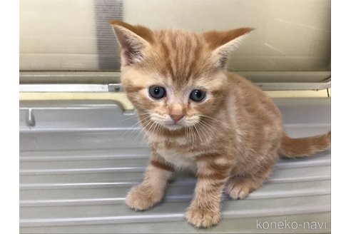 販売中の山形県のスコティッシュフォールド-111477の6枚目