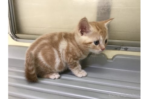 成約済の山形県のスコティッシュフォールド-111478の7枚目
