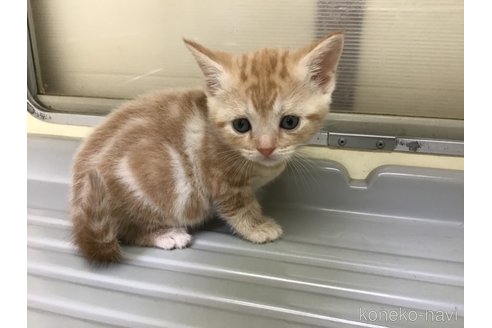 成約済の山形県のスコティッシュフォールド-111478の8枚目