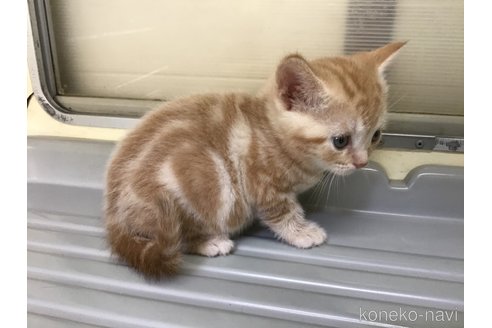 成約済の山形県のスコティッシュフォールド-111478の9枚目