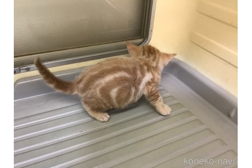 成約済の山形県のスコティッシュフォールド-111478の10枚目