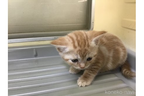 成約済の山形県のスコティッシュフォールド-111478の11枚目