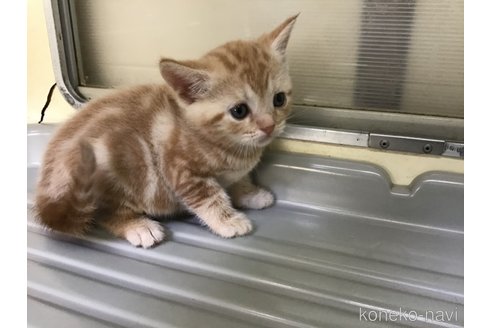 成約済の山形県のスコティッシュフォールド-111478の3枚目