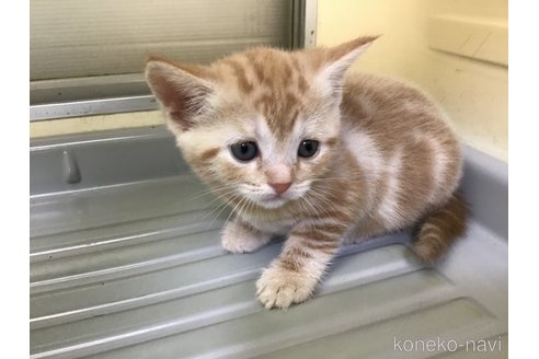 成約済の山形県のスコティッシュフォールド-111478の4枚目