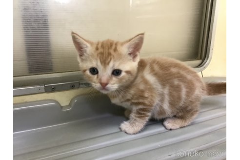 成約済の山形県のスコティッシュフォールド-111478の5枚目