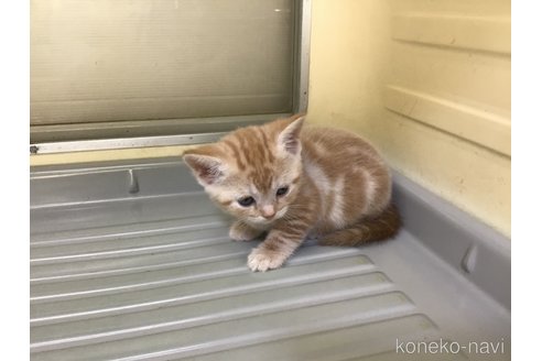 成約済の山形県のスコティッシュフォールド-111478の6枚目