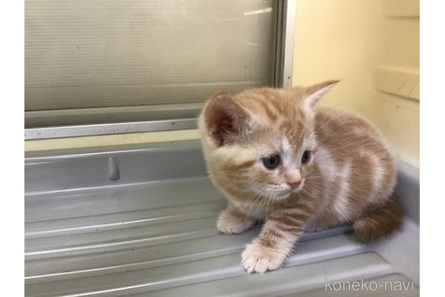 成約済の山形県のスコティッシュフォールド-111478の2枚目
