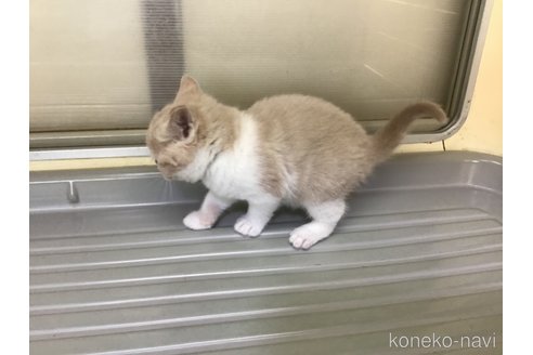 成約済の山形県のスコティッシュフォールド-111479の10枚目