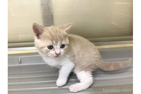 成約済の山形県のスコティッシュフォールド-111479の2枚目