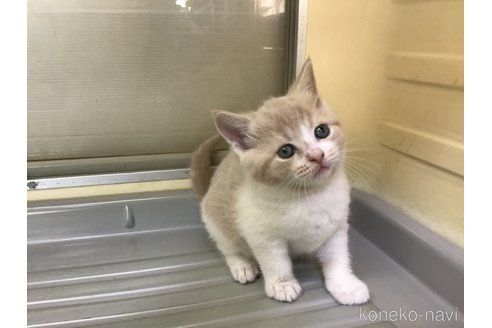 成約済の山形県のスコティッシュフォールド-111479の4枚目