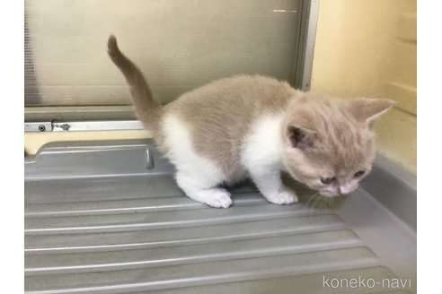 成約済の山形県のスコティッシュフォールド-111479の5枚目