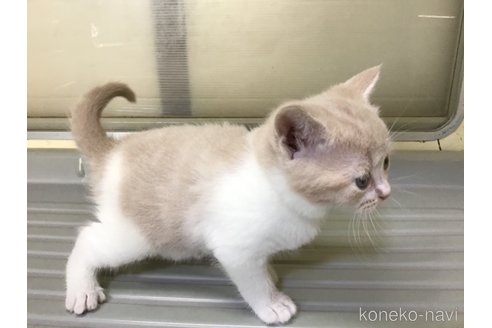 成約済の山形県のスコティッシュフォールド-111479の6枚目