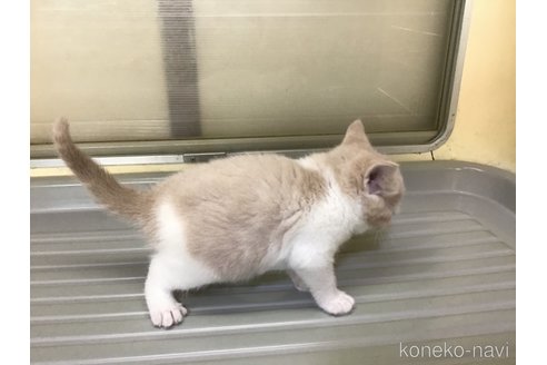 成約済の山形県のスコティッシュフォールド-111479の7枚目