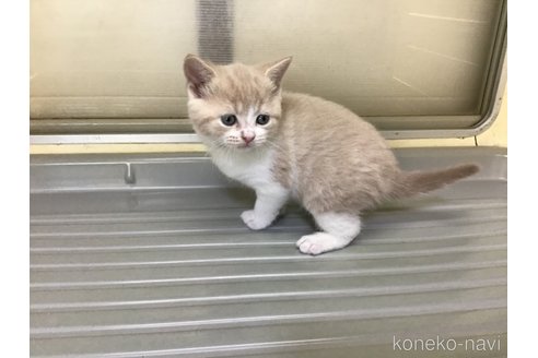 成約済の山形県のスコティッシュフォールド-111479の8枚目