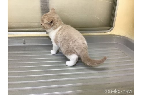 成約済の山形県のスコティッシュフォールド-111479の9枚目