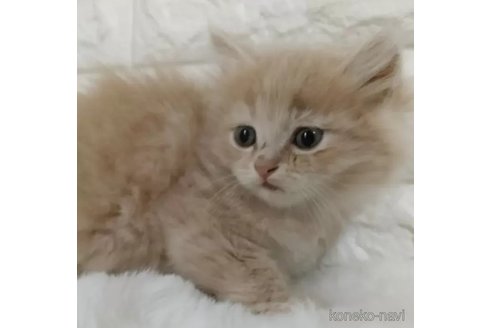 販売中の静岡県のキンカロー-111499