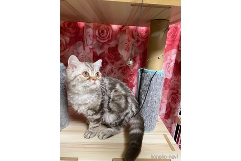 商談中の福岡県のエキゾチックショートヘア-107314の2枚目