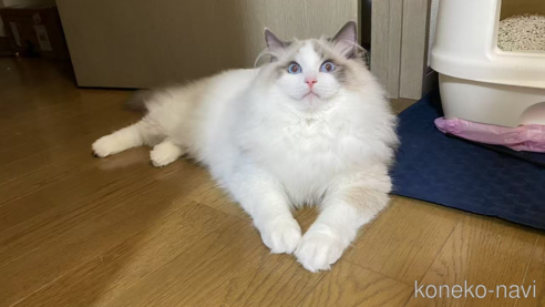 の山梨県の-