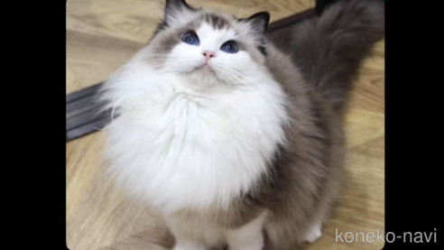 の山梨県の-