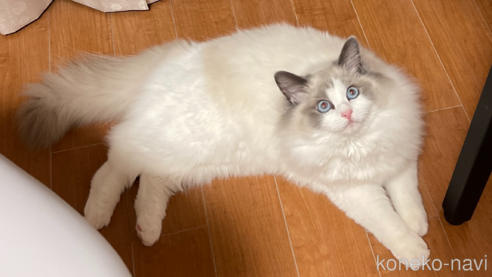 の山梨県の-