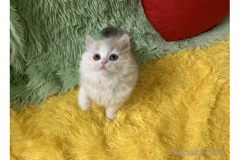 成約済の大阪府のスコティッシュフォールド-106956