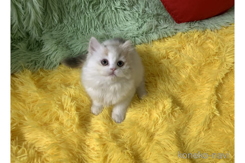 成約済の大阪府のスコティッシュフォールド-106956の3枚目