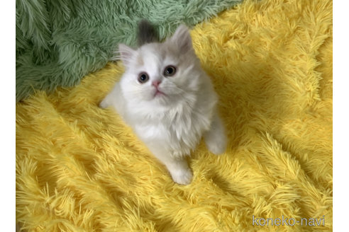 成約済の大阪府のスコティッシュフォールド-106956の2枚目