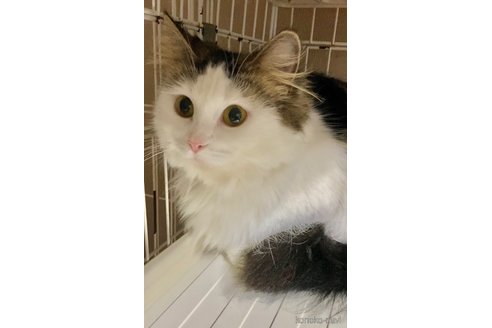 成約済の大阪府のマンチカン-108357の3枚目