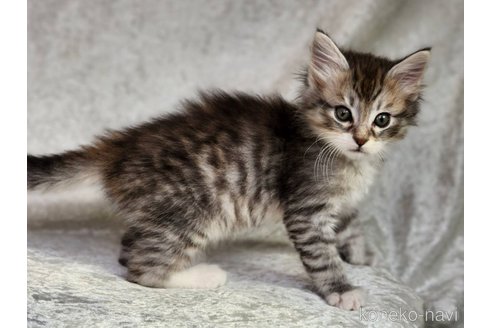 成約済の神奈川県のノルウェージャンフォレストキャット-111576の7枚目