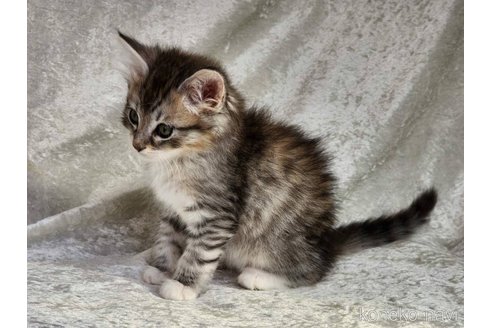 成約済の神奈川県のノルウェージャンフォレストキャット-111576の8枚目