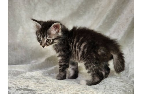 成約済の神奈川県のノルウェージャンフォレストキャット-111577の13枚目