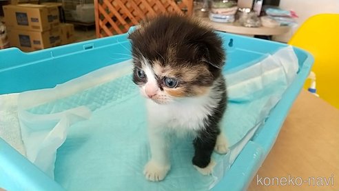 成約済の愛知県のスコティッシュフォールド-111587の1枚目