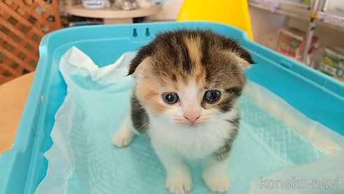 成約済の愛知県のスコティッシュフォールド-111588の1枚目