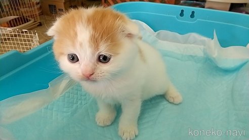 成約済の愛知県のスコティッシュフォールド-111590の1枚目