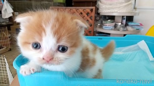 成約済の愛知県のスコティッシュフォールド-111591の1枚目