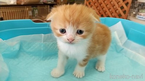 販売中の愛知県のスコティッシュフォールド-111592