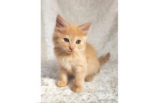 販売中の神奈川県のノルウェージャンフォレストキャット-110171の5枚目
