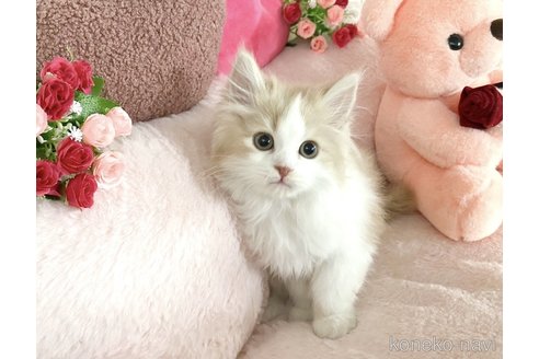 商談中の滋賀県のスコティッシュフォールド-111601の3枚目