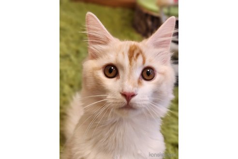 成約済の神奈川県のノルウェージャンフォレストキャット-99579の3枚目