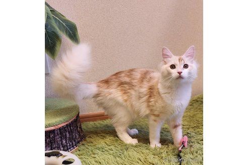 成約済の神奈川県のノルウェージャンフォレストキャット-99579の4枚目