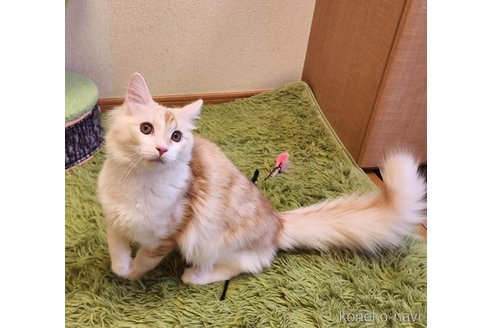 成約済の神奈川県のノルウェージャンフォレストキャット-99579の5枚目