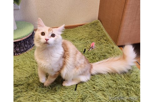 成約済の神奈川県のノルウェージャンフォレストキャット-99579の1枚目
