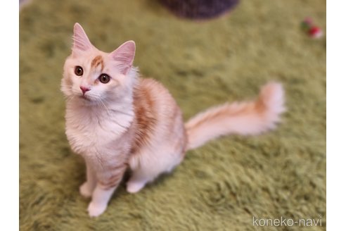 成約済の神奈川県のノルウェージャンフォレストキャット-99579の2枚目
