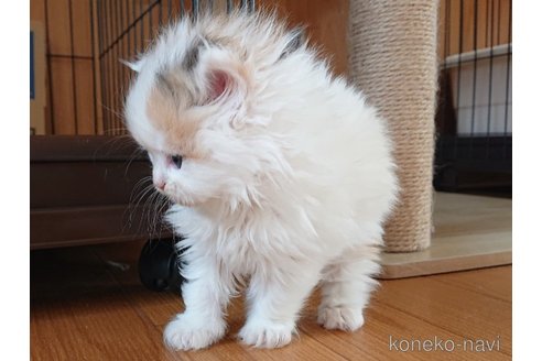 成約済の栃木県のサイベリアン-110840の3枚目