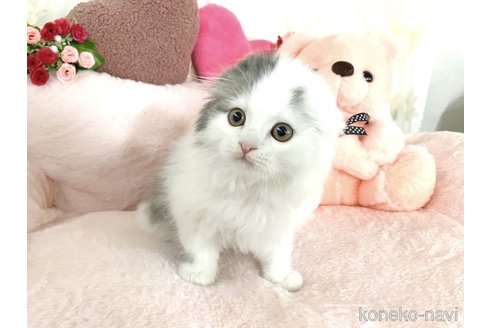 販売中の滋賀県のスコティッシュフォールド(折れ耳)-111602の3枚目