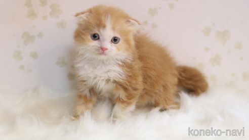 成約済の埼玉県のスコティッシュフォールド(折れ耳)-111608の3枚目