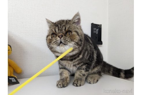 販売中の大阪府のエキゾチックショートヘア-104524の5枚目