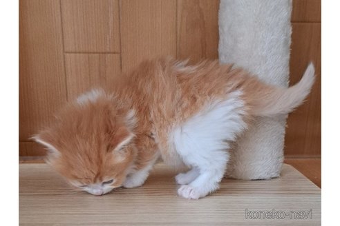 成約済の栃木県のサイベリアン-110843の7枚目