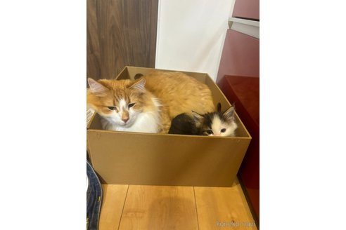 成約済の兵庫県のノルウェージャンフォレストキャット-111627の3枚目
