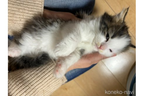 成約済の兵庫県のノルウェージャンフォレストキャット-111627の4枚目